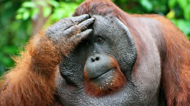 Pandangan ke masa depan yang tak jelas: Orang utan terancam punah Orang utan jantan memegang kepalanya dan dengan pandangan kosong jauh ke depan