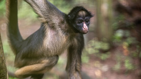 Monyet laba-laba muka putih diatas pohon