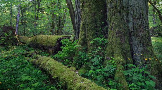 sebuah pohon besar, pohon-pohon yang tumbang dan membusuk di hutan Bialowieza-Polandia