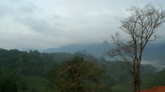 hutan hujan yang utuh di Kalimantan