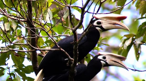 Dua burung rangkong sedang bertengger di ranting pohon