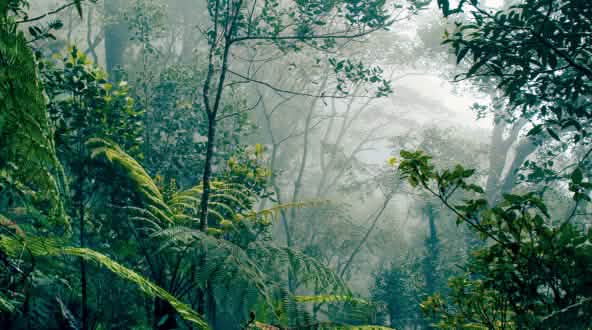 hutan hujan di Kalimantan