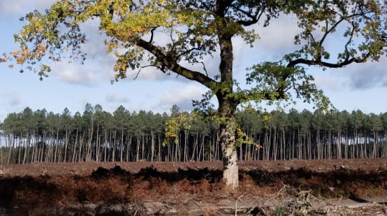 Satu-satunya pohon ek yang masih berdiri di hutan yang telah ditebang, dengan latar belakang sebuah monokultur pinus