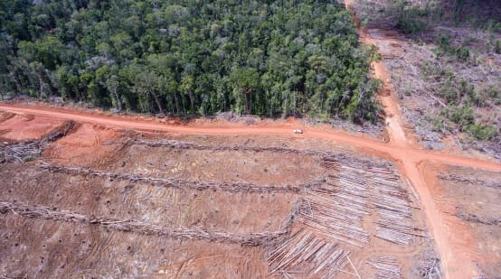 Foto drone: penebangan hutan untuk perkebunan sawit oleh Korindo