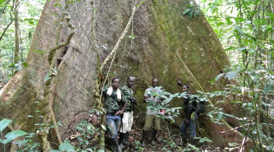 Karyawan Wild Chimpanzee Foundation (WCF) dan Ecoguards berdiri di depan pohon raksasa di Taman Nasional Sapo, Liberia.