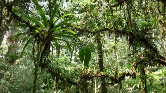 Epifit di hutan hujan Ekuador