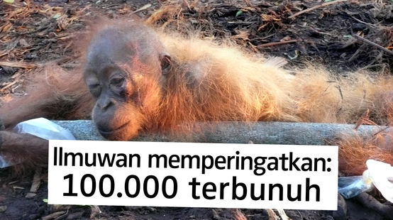 Orang utan mati dan terikat