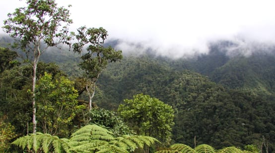 Hutan hujan pegunungan yang tertutup awan di wilayah INTAG di utara Ekuador