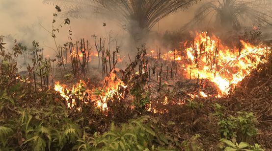 Karhutla di desa Puding, Kabupaten Muaro Jambi, 21 September 2019