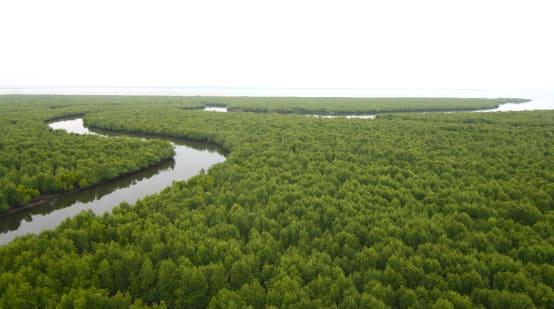 Hutan bakau dari atas. Sebuah sungai berkelok-kelok membelah hutan menuju pantai di cakrawala.