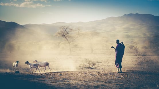 Massai dan hewan di Tansania