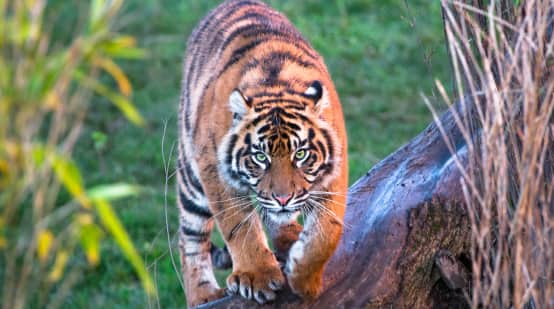 Harimau Sumatera