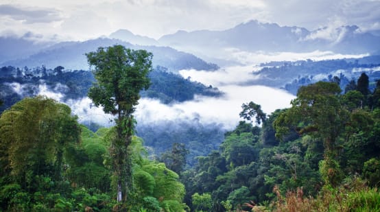 Hutan hujan pegunungan Los Cedros, Ekuador