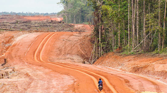 Hutan asli dan jalan baru di Merauke