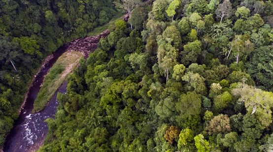 Sunggai di ekosistem Leuser dari atas