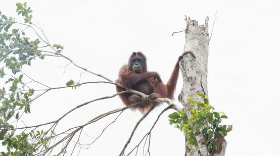 Orangutan di pohon