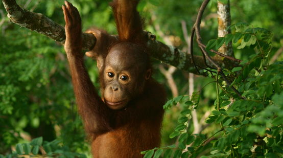 Bayi orang utan di hutan hujan