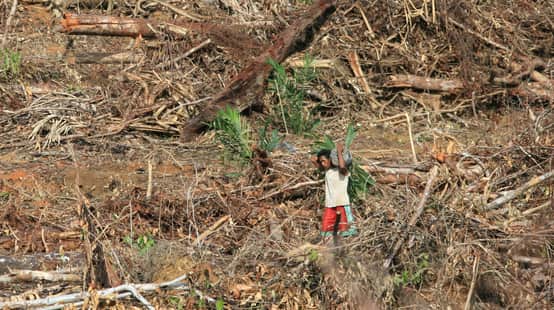 Perampasan hutan di pengunungan Tambrauw, Papua Barat