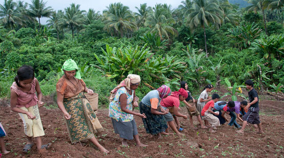 Perempuan menanam padi gunung