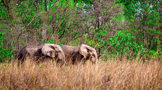 Gajah afrika di Taman Nasional Mole, Ghana