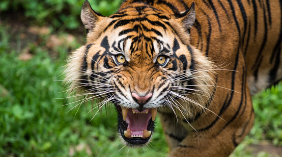Harimau Sumatera