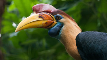 Burung rangkong