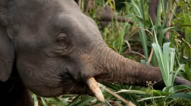 Gajah