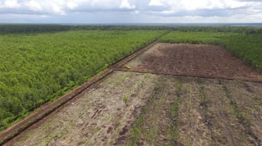 hutan (kiri) dan lahan gambut terbuka