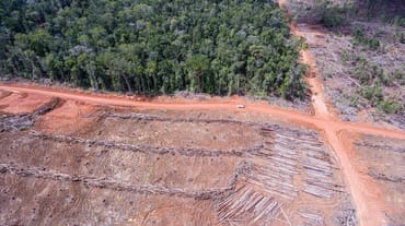 Foto drone: penebangan hutan untuk perkebunan sawit oleh Korindo