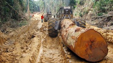 Pohon besar dari hutan hujan di Kongo ditarik