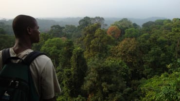 Hutan hujan di selatan Taman Nasional Korup, Kamerun