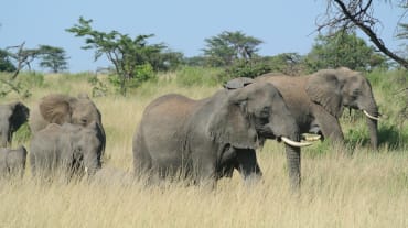 Kawanan gajah di Serengeti