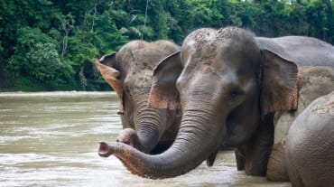 Gajah-gajah Sumatera mandi di sungai