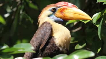 Burung rangkong, Sulawesi