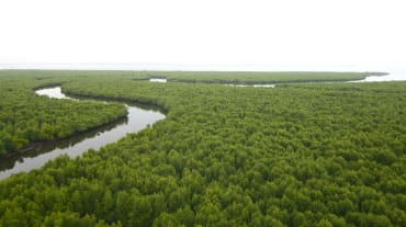 Hutan bakau dari atas. Sebuah sungai berkelok-kelok membelah hutan menuju pantai di cakrawala.