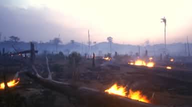 Tebas dan bakar hutan di Brasil
