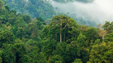 Hutan hujan dalam kabut