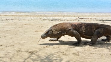 Biawak Komodo jalan di pantai pasir