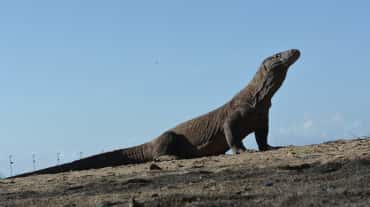 Biawak Komodo melihat ke atas