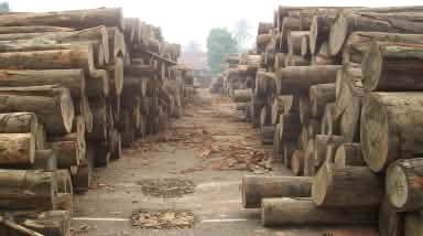 Kayu tropis ilegal di Jambi