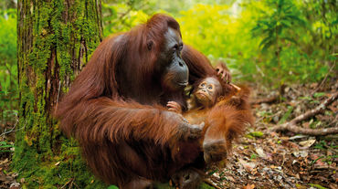 Orangutan dengan anaknya