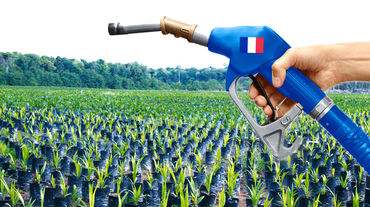 Perkebunan Sawit Biofuel Prancis