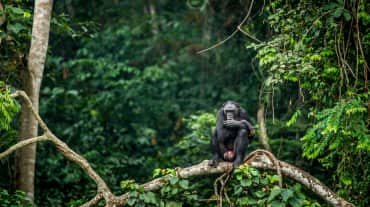 Bonobo dicabang pohon di Kongo