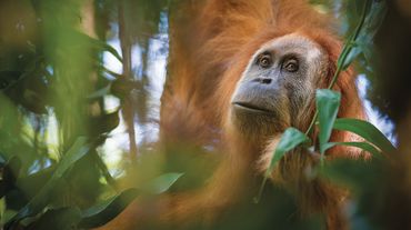 orangutan Tapanuli di pohon