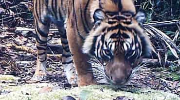 Gambar harimau perangkap kamera