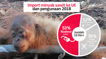 orang utan setengah mati dan terikat