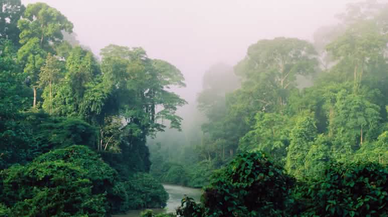 Di hutan tropis tingkat biodiversitas sangat tinggi Sungai di hutan hujan