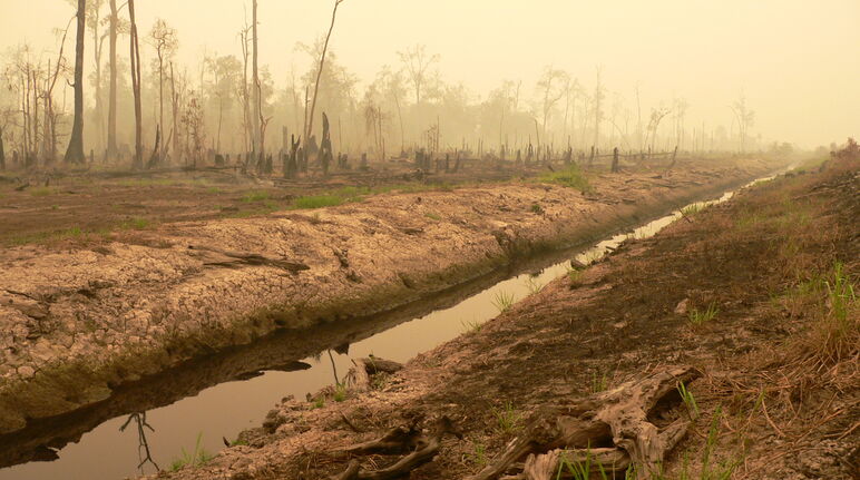 Hutan gambut di Kalimantan Tengah dibuka untuk PLG