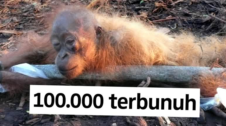 Orang Utan setengah mati dan diikat