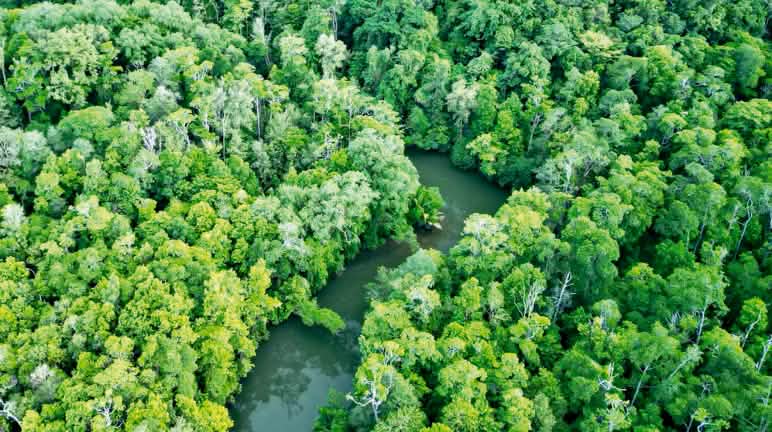 Dengan keputusan ini, 40.000 hektar hutan masyarakat adat terlindungi dari ancaman investasi foto drone hutan hujan dan pembukaan hutan di Sorong Selatan